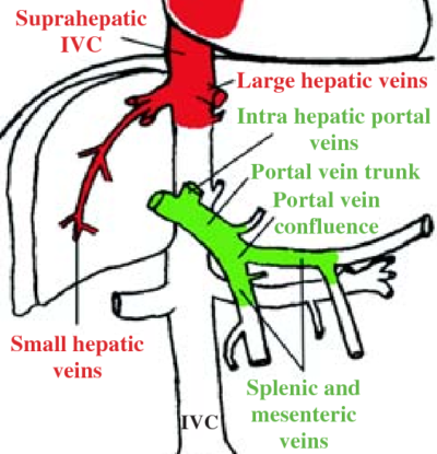 portal vein