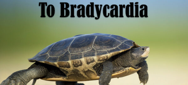 4 step approach to bradycardia