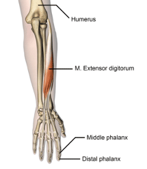 extensor tendons