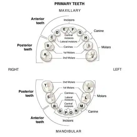 Primary dentition